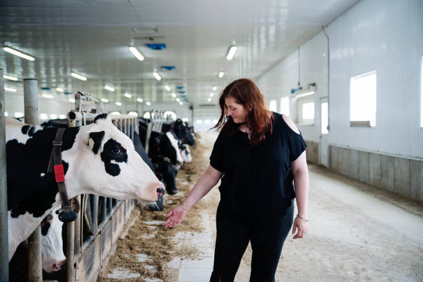 Jobs on Dairy Farms in Canada With Sponsored Visas 2025