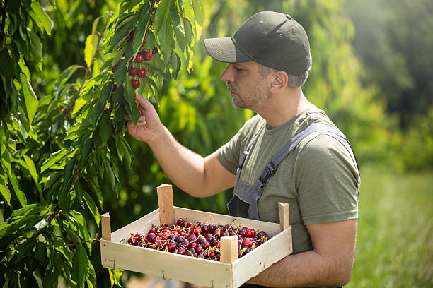Jobs for Cherry Orchard Employees in Australia with a 2025 Visa